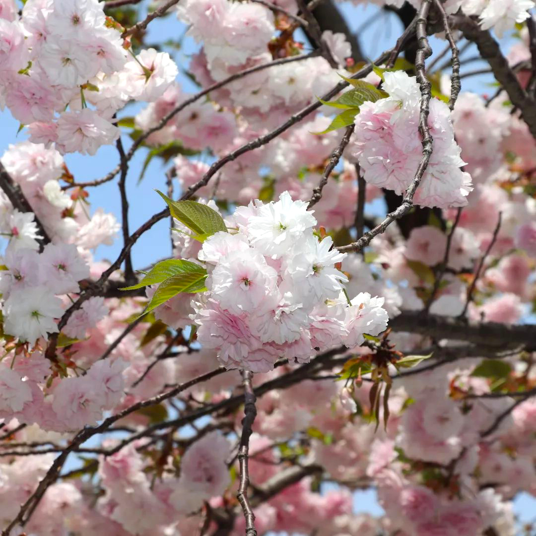 紀尾井町通り 白い八重桜