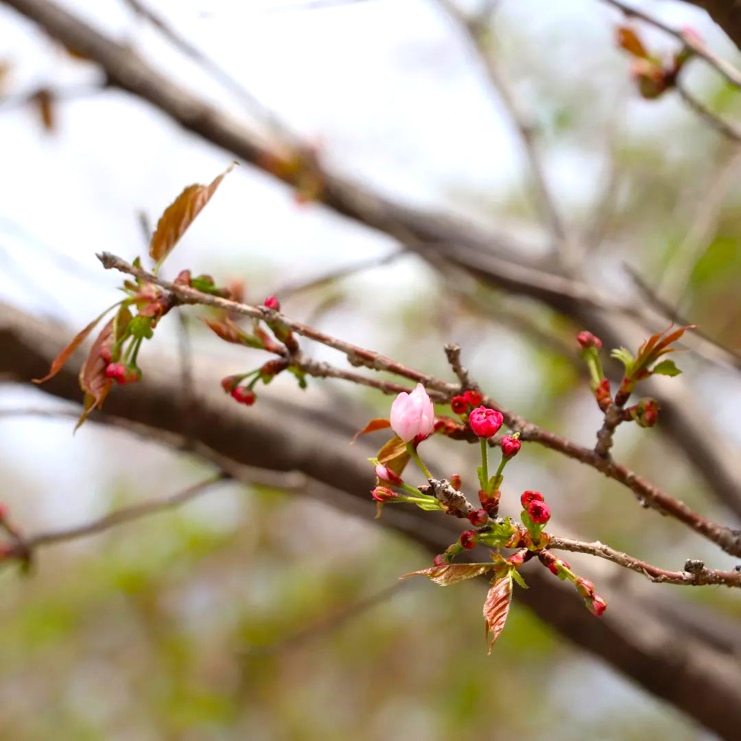 満開が楽しみな奈良の八重桜