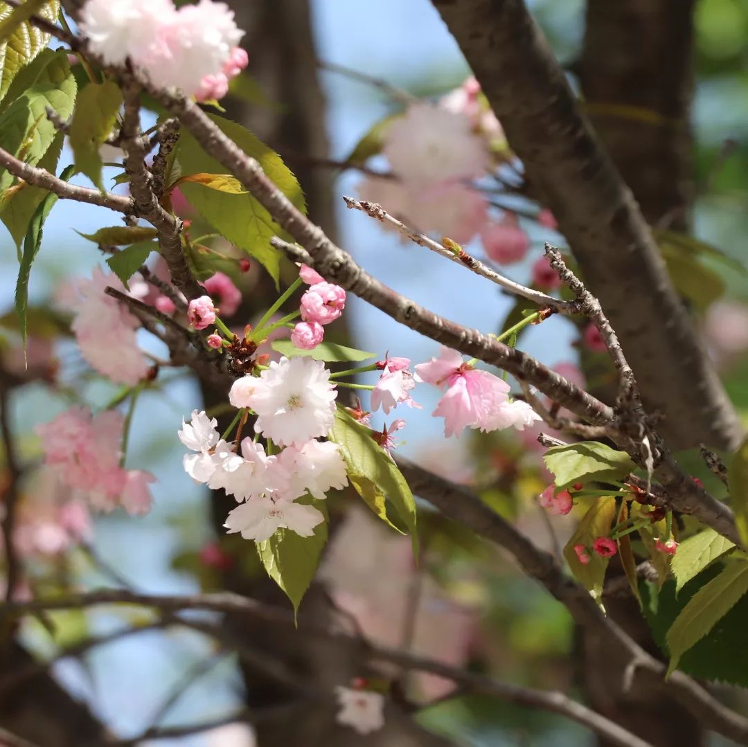 新緑薫る千鳥ヶ淵へいらっしゃいませんか？