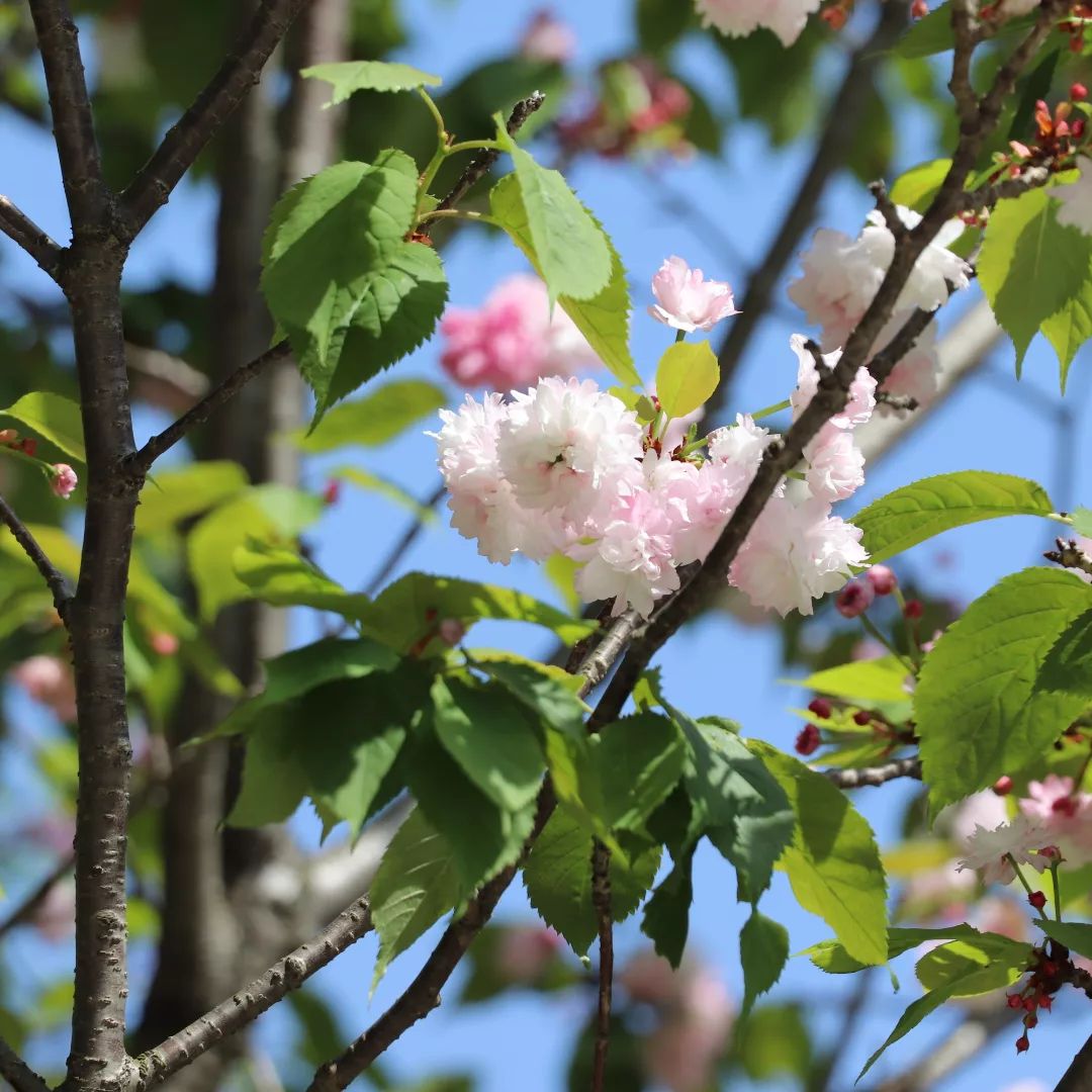 千鳥ヶ淵最後の桜　ナラノヤエザクラ