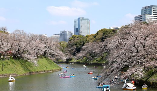 千鳥ヶ淵 ソメイヨシノは8分咲