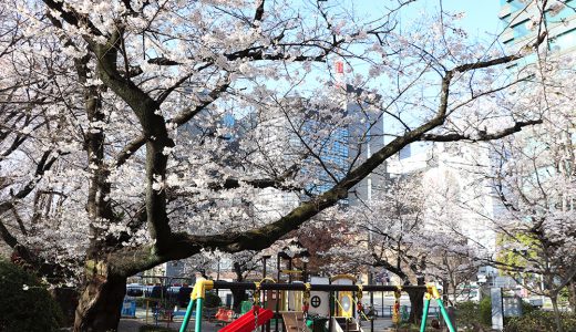 千鳥ヶ淵公園（公園内）　染井吉野