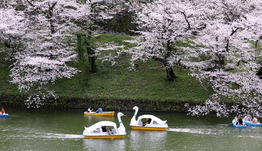 千鳥ヶ淵は満開です🌸