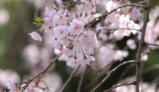 下のソーシャルリンクからフォロー