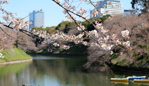 千鳥ヶ淵のソメイヨシノ