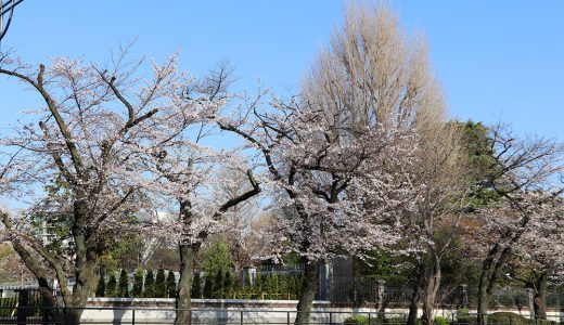 駐日英国大使館前　染井吉野