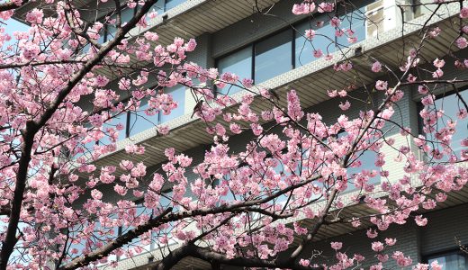 外務省　陽光