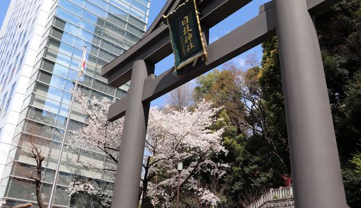 日枝神社大鳥居　染井吉野