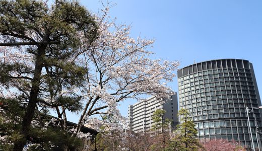 国立劇場　「駿河桜の実生」