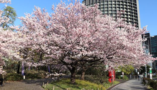 国立劇場前庭　神代曙