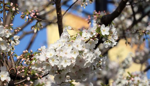 国立劇場前庭　駿河桜