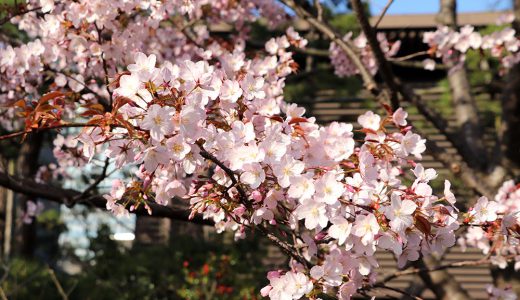 下のソーシャルリンクからフォロー