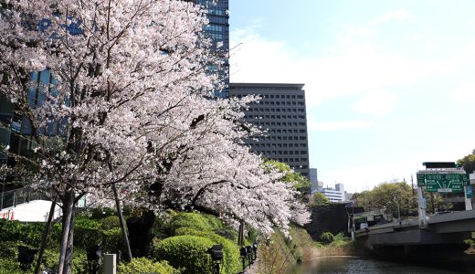 弁慶濠　染井吉野と関山