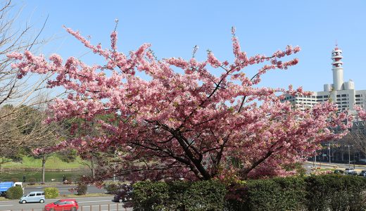 国会前庭 三宅坂側 寒桜
