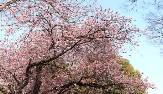 国会前庭 入口側 寒桜