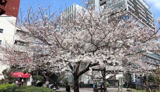 麹町こどもの広場（仲良し公園）　染井吉野