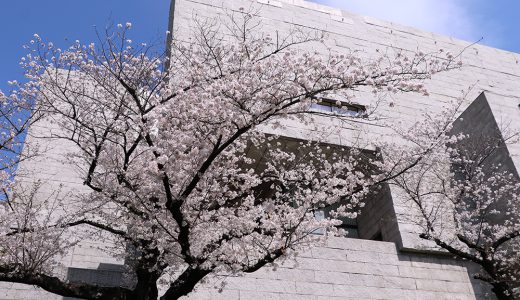 最高裁判所（青山通り側）　染井吉野