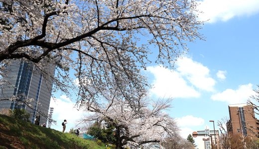 ソフィア通り　染井吉野