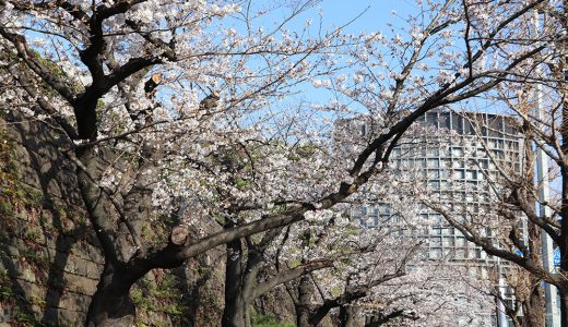 最高裁判所（内堀通り側） 染井吉野