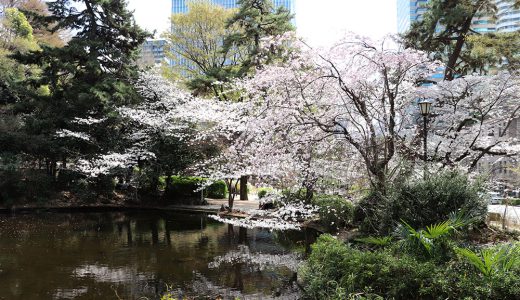 清水谷公園（心字池・紀尾井町通り）　染井吉野・枝垂桜