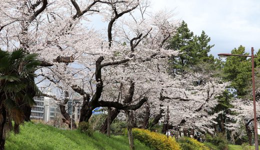 外濠公園堤の染井吉野