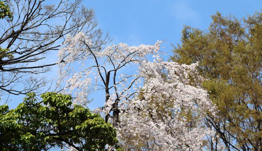 東郷元帥記念公園「三春滝桜」