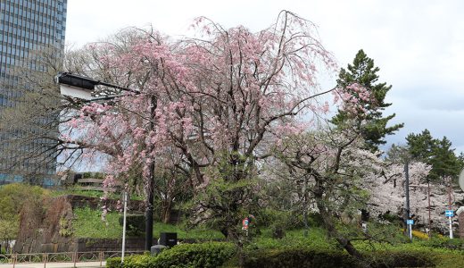 四ツ谷駅前広場 枝垂桜