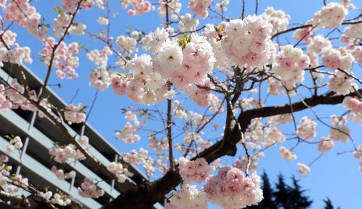 紀尾井町通りの白い八重桜
