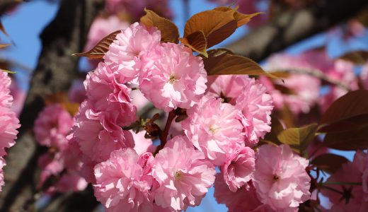 紀尾井町通りの桜並木