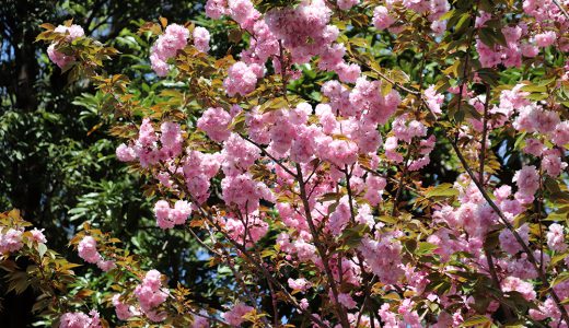 山王切通坂のカンザン