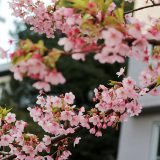 雨と雪の合間に『寒桜』鑑賞