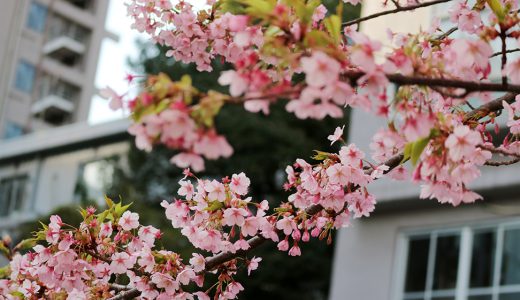 雨と雪の合間に『寒桜』鑑賞