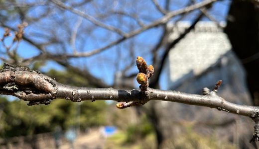 ソフィア通りと真田堀