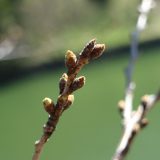 今週の桜関連イベント