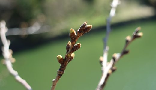 今週の桜関連イベント