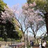 千鳥ヶ淵公園と緑道