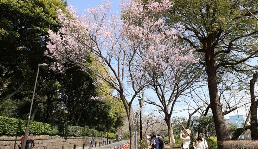 千鳥ヶ淵公園と緑道