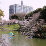 2分咲🌸千鳥ヶ淵緑道のソメイヨシノ