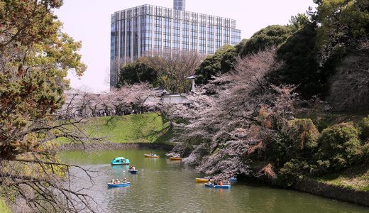 2分咲🌸千鳥ヶ淵緑道のソメイヨシノ