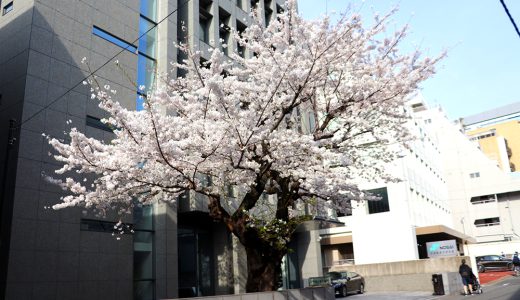 出張所周辺も桜色に染まりました