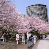 国立劇場 桜の競演開幕です❣