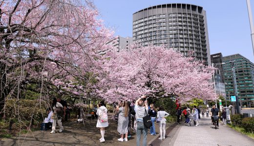 国立劇場 桜の競演開幕です❣