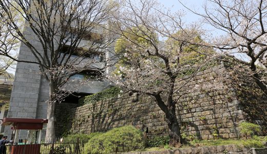 最高裁判所前のソメイヨシノ