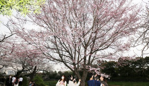 ”ゆっくり花見”ならば千鳥ヶ淵公園へ