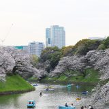 6分咲🌸千鳥ヶ淵緑道のソメイヨシノ