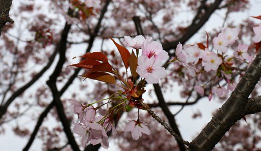 桜の庭　国立劇場前庭