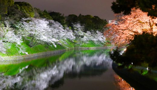 千鳥ヶ淵ライトアップ