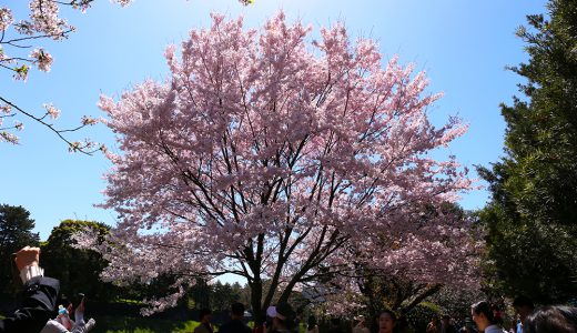 千鳥ヶ淵公園　今朝の主役は「舞姫」