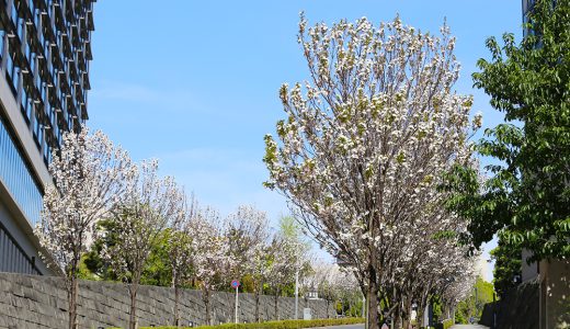 見頃を迎えた山王坂の八重桜