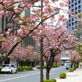 千代田区最後の桜 紀尾井町通りの八重桜